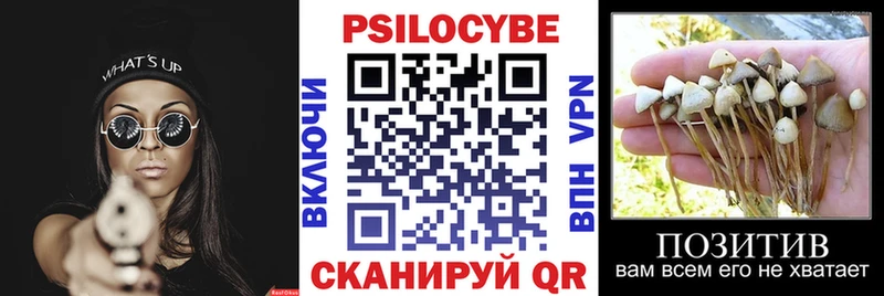 Псилоцибиновые грибы Psilocybe  Высоцк 